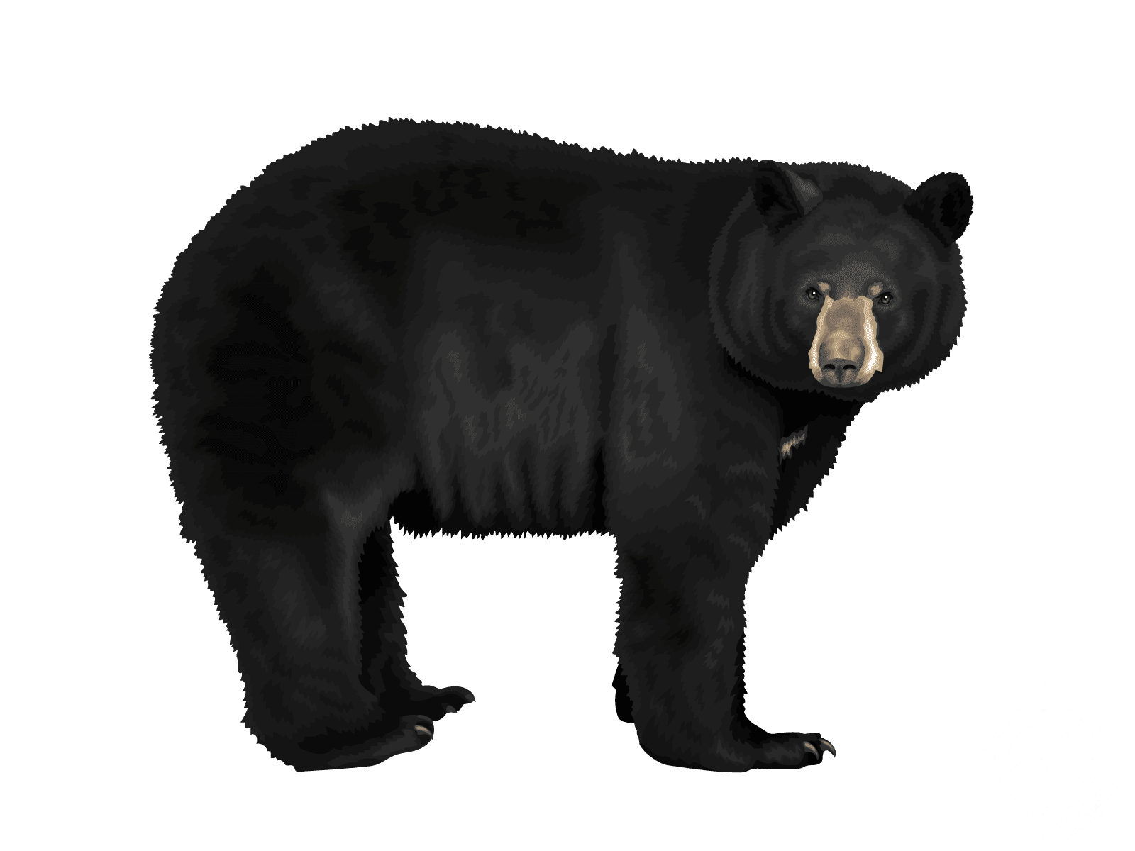 Black Bear