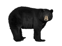 Black Bear